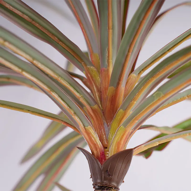 Dracaena marginata Detail 2
