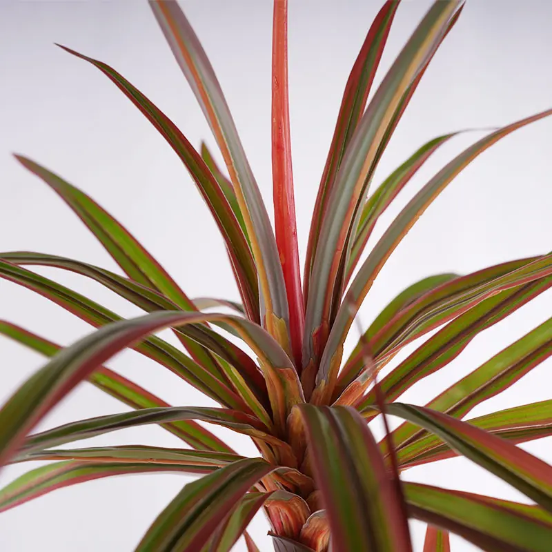 Dracaena marginata placement