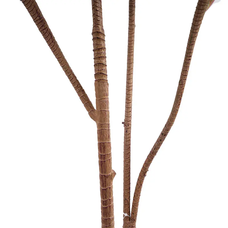 Dracaena marginata pot detail