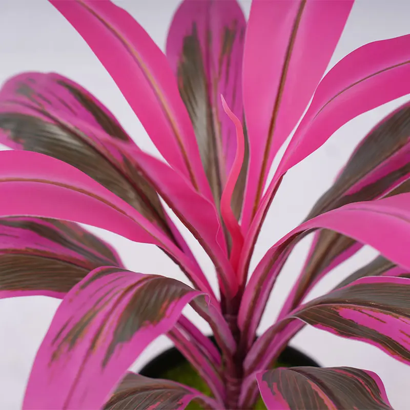 Purple-green Cordyline Display