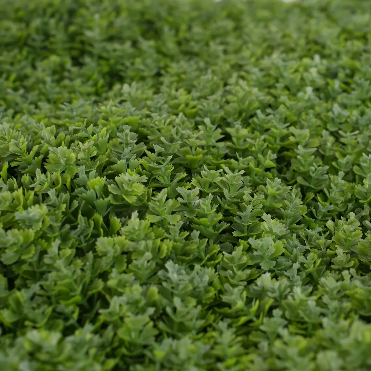 Wholesale UV Protective Anti--UV Foliage Artificial Boxwood Grass Fence Mat Panels 62*62cm Garden Ornaments Decor Green Wall Artificial Supplier, Factory