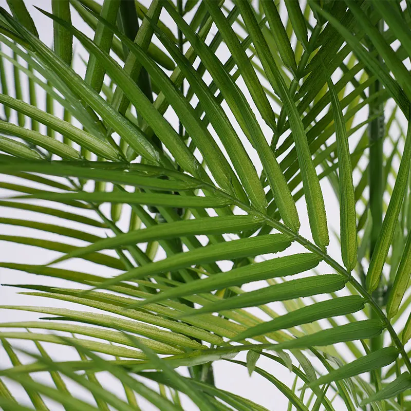 Areca Palm Application