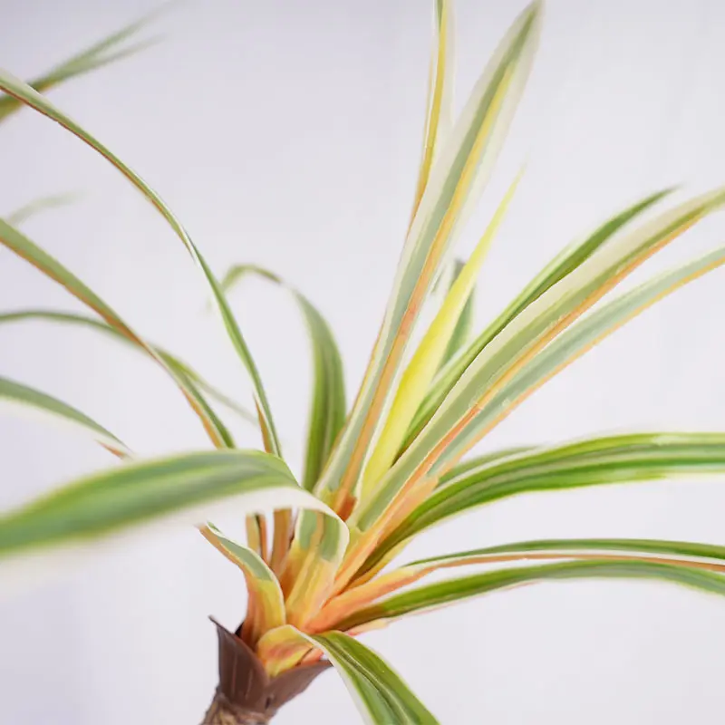 China Artificial Plants tree planting pot H185cm Potted Dracaena marginata PEVA Leaf 7 heads and 162 leaves detachable white and green natural ecology Supplier, Suppliers