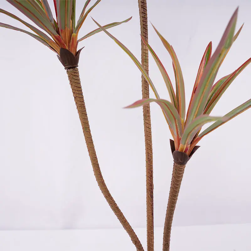 Dracaena marginata 3-headed detail