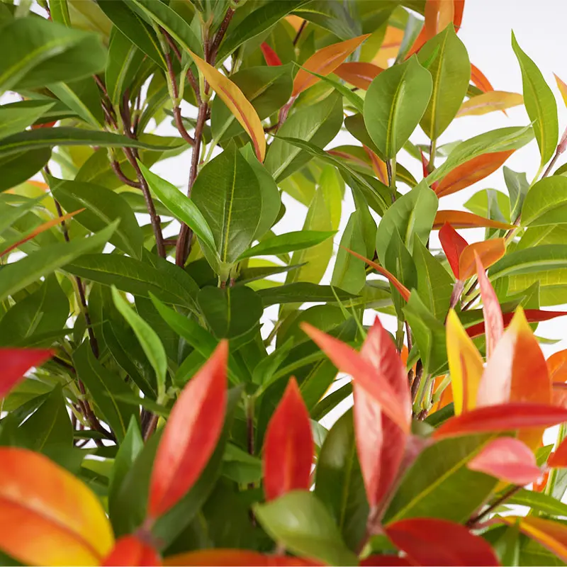 China Highly Recommended 150cm Artificial Photinia Leaf Plant Detachable Pot Perfect for Boutique Hotel Decor Suppliers, Factory