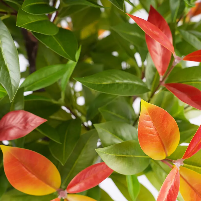 Artificial Photinia Planter Usage