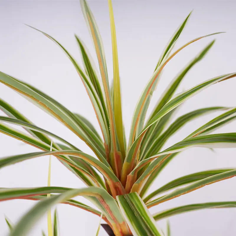 Dracaena marginata view 1