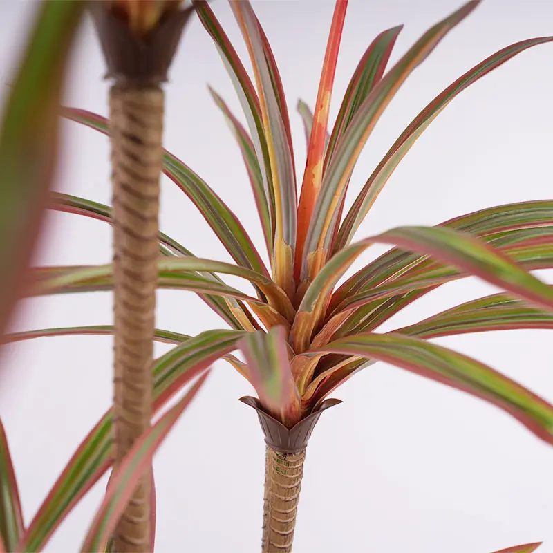 Dracaena marginata pot