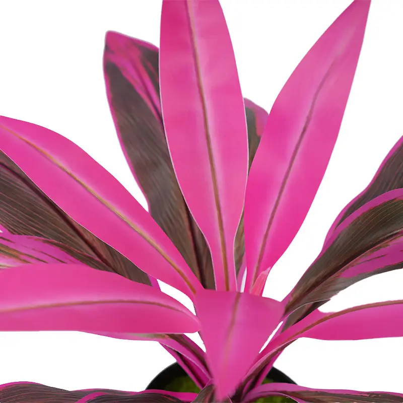 Purple-green Cordyline potted plant