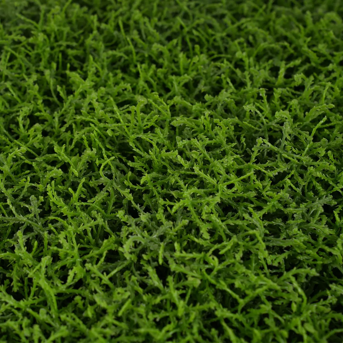 China UV Protective 62*62cm Boxwood Grass Fence Mat Panels Anti-UV Artificial Foliage for Garden Ornaments Decor Green Wall Decorative Manufacturer, Manufacturers