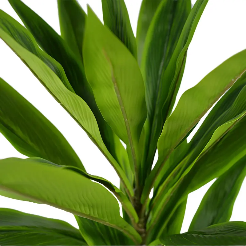 China Environmentally friendly green plants H90cm Cordyline fruticosa leaves in pot Green lighthearted and cheerful style Manufacturers, Suppliers