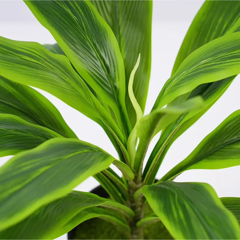 China  Factory made H50cm Cordyline fruticosa leaves in pot Green Indoor and outdoor decoration Manufacturer, Manufacturers