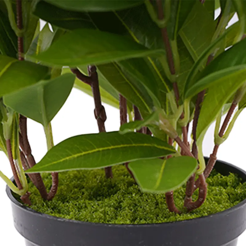 Photinia Leaf Potted Plant