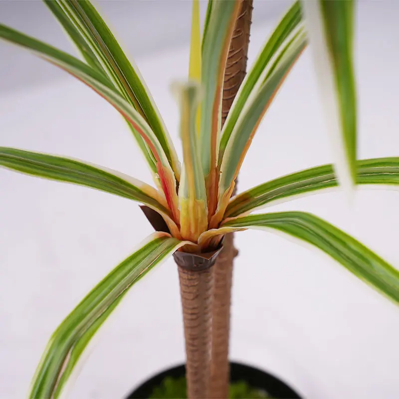 Dracaena marginata 1