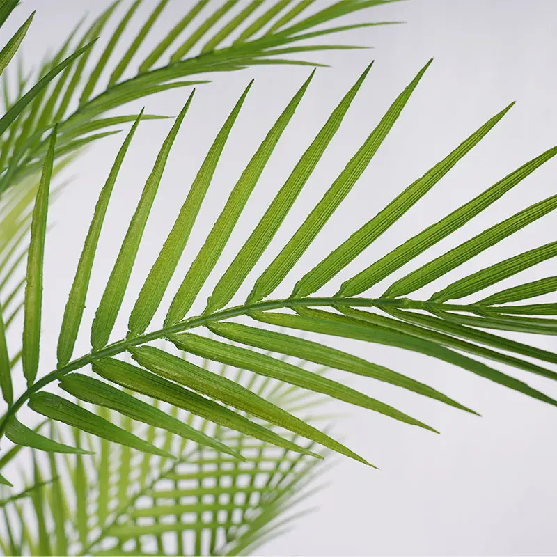 Areca Palm Detail