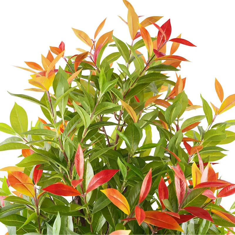China Highly Recommended 150cm Artificial Photinia Leaf Plant Detachable Pot Perfect for Boutique Hotel Decor Suppliers, Factory