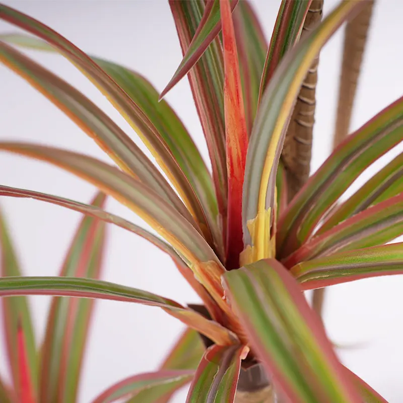 Dracaena marginata detail