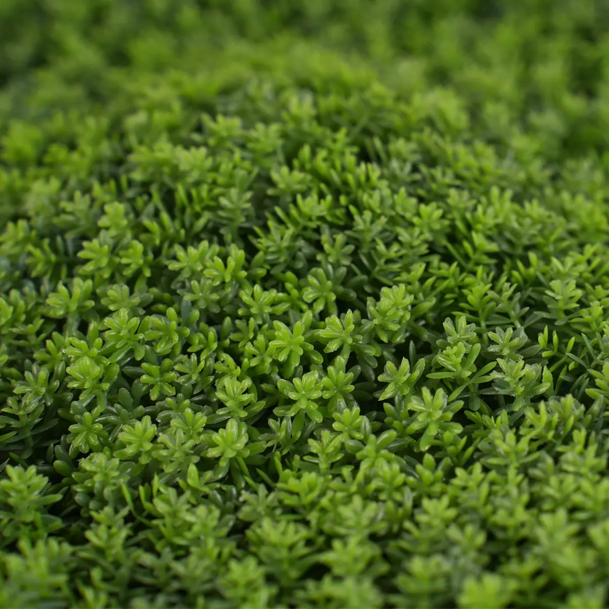 China UV Protective Anti-UV Foliage Boxwood Grass Fence Mat Panels 54*54cm Plastic Garden Ornaments Decor Green Wall Artificial Manufacturers, Suppliers