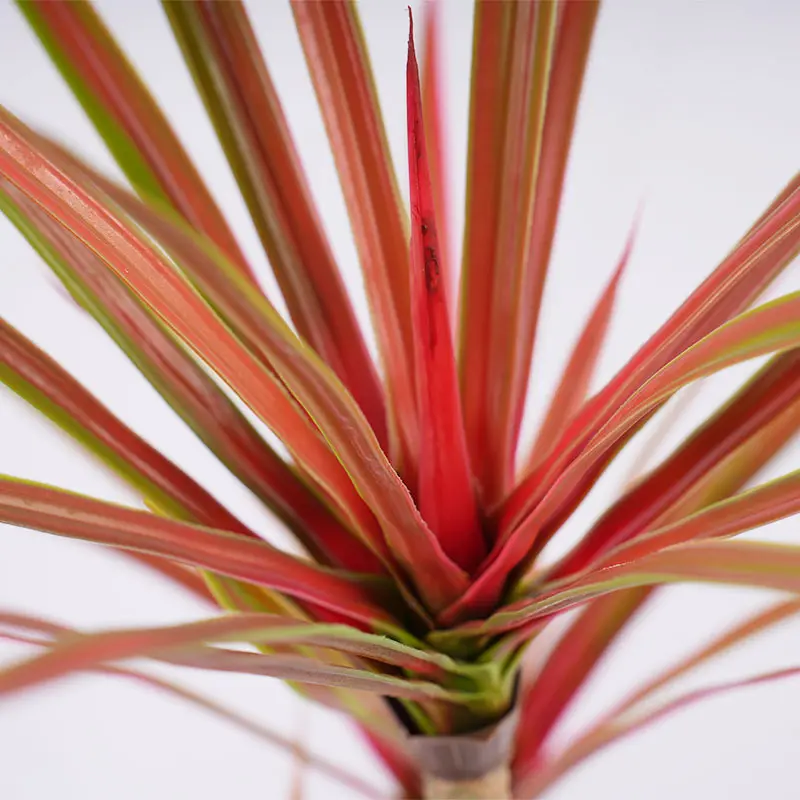 Wholesale Artificial Plant H90cm High Simulation Artificial Dracaena Red Green 3Stems 45Leaves Plastic Greenery Fade Resistant Potted Decor Manufacturer, Manufacturers