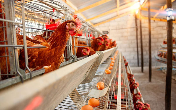 China's Prefabricated Steel Structure Chicken House Durable Poultry Farm Building