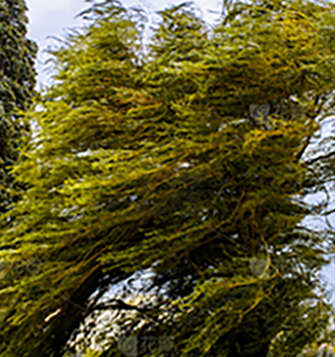 Windbreaks