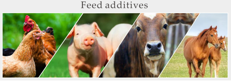 yucca-extract-feed-additives-1