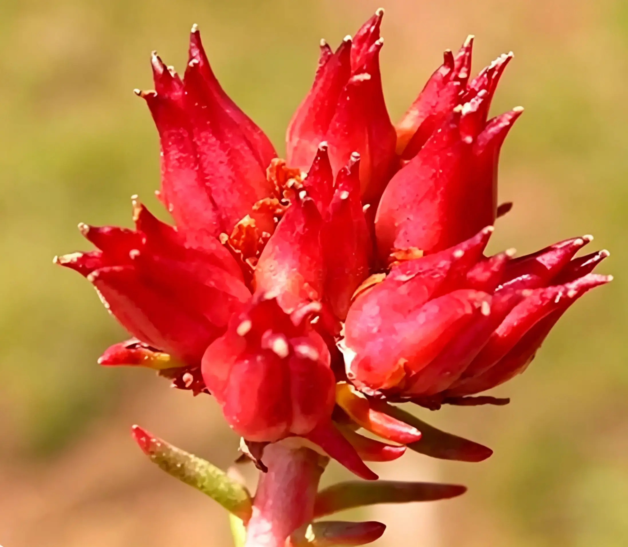 China Rhodiola Rosea Extract High quality Salidroside & Rosavins supplier Exporters, Exporter