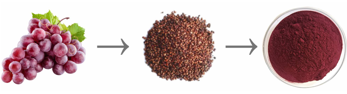 grape-seed-extract-3