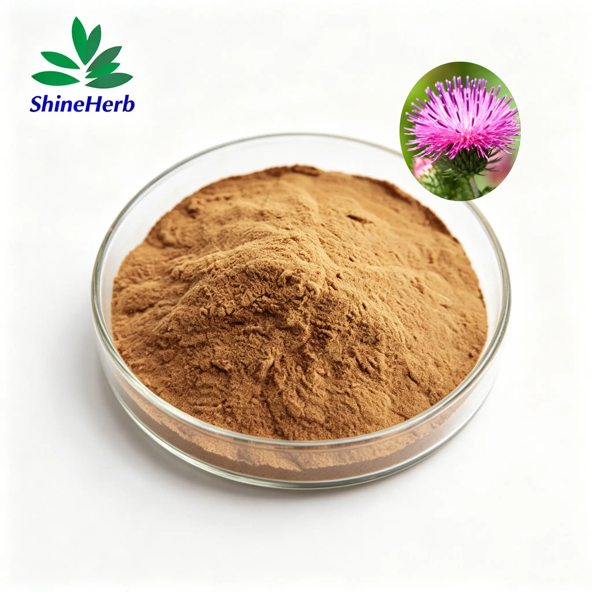 Best Milk Thistle Extract 80% Silymarin Liver Support Manufacturer, Supplier