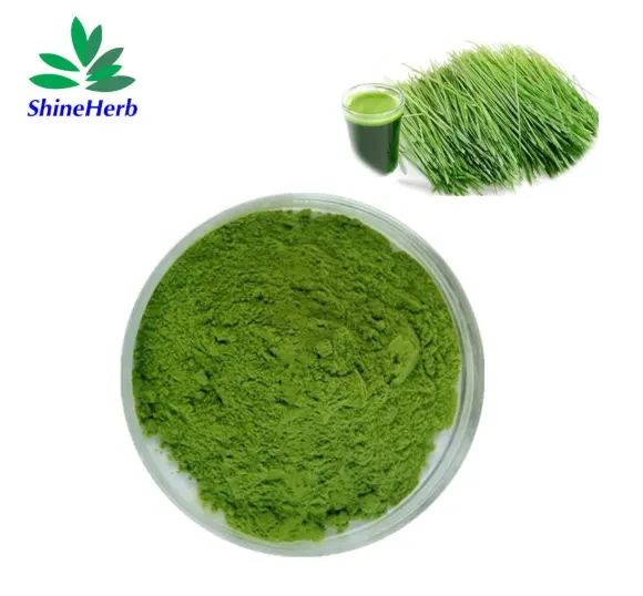 Wholesale ShineHerb supplies Barley Grass Juice Powder Food Supplement Exporter, Factory