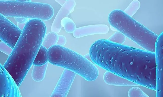 lactobacillus-acidophilus-3
