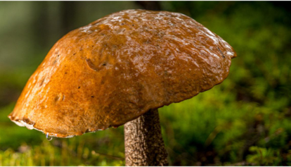 mushroom-extract