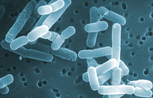 lactobacillus-reuteri-4