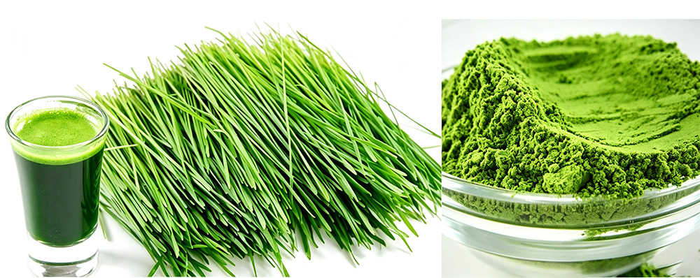 barley-grass-juice-powder-1