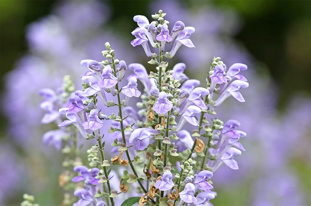 wogonin-3-scutellaria-baicalensis-extract