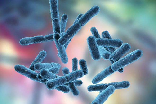 lactobacillus-reuteri-1