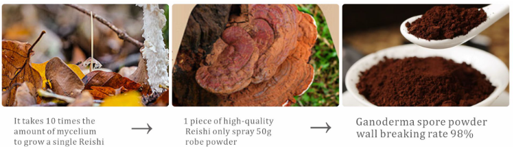 reishi-mushroom-3