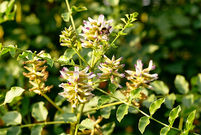 licorice-extract-2