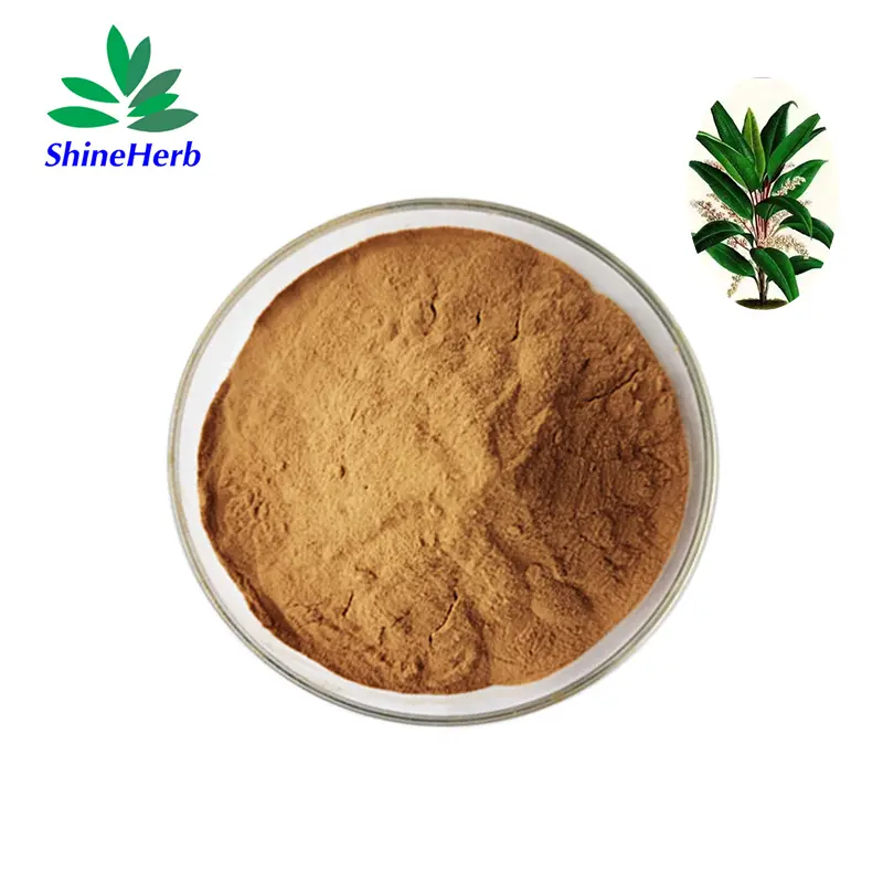 Buy Kacip Fatimah Extract 100: 1 Powder Natural Herbal Extract Exporter, Factories