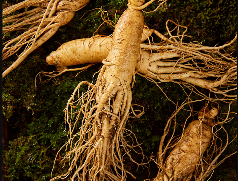 ginseng-extract-3