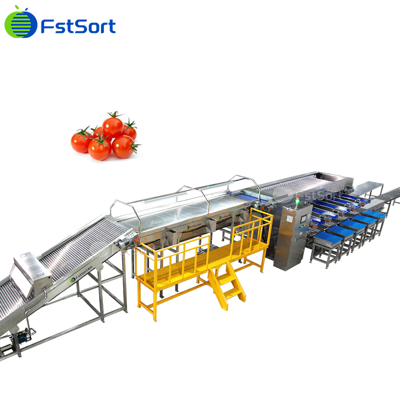 Máquina de Classificação e Embalagem de Tomates Cereja com Rolos de Tamanho Ajustável e Sistema de Pesagem Automática