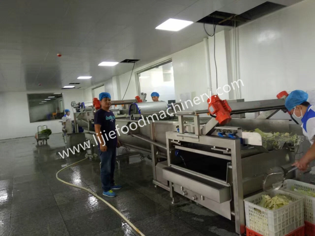 Máquina Industrial Automática de Corte, Dicing e Lavagem de Repolho e Alface
