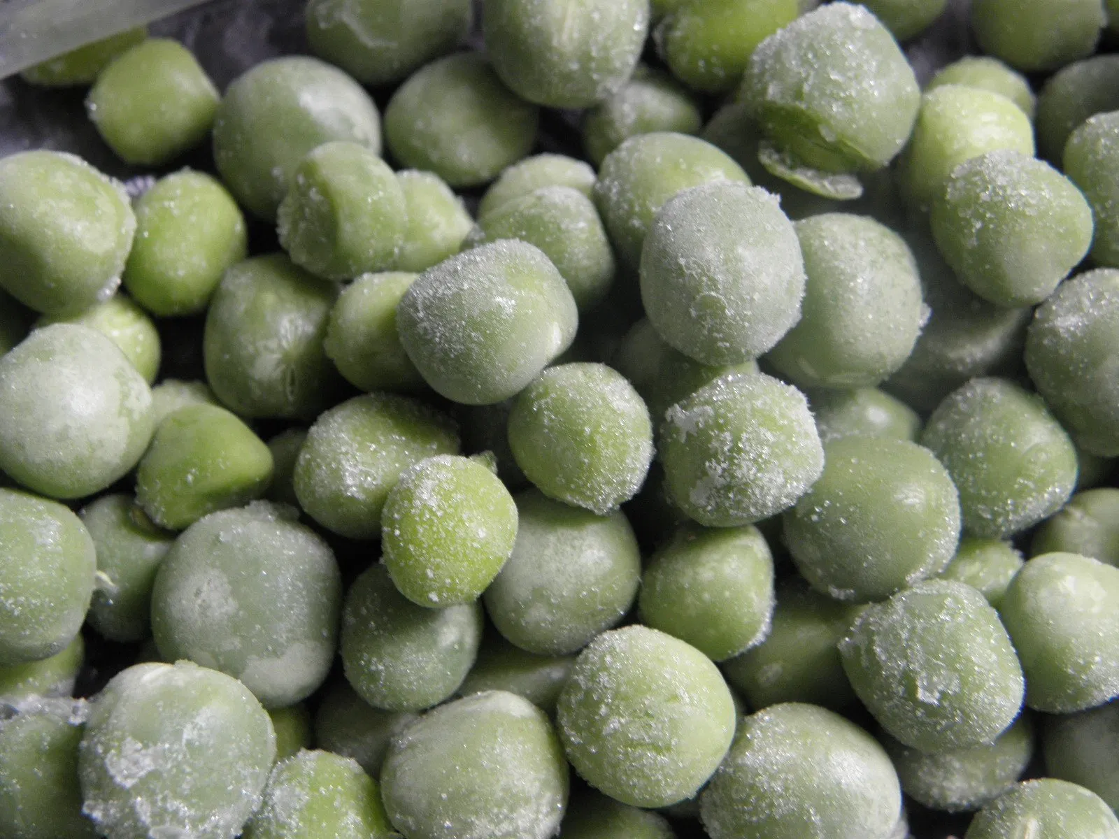 Desidratador de Alimentos Industrial em Aço Inoxidável