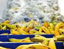 Equipamento de Processamento de Chips de Banana