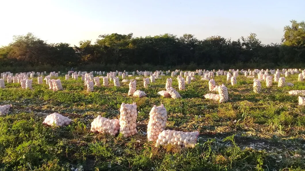 Mesh Bag Preview