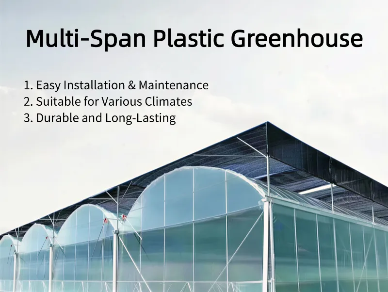 Multi-Span Plastic Greenhouse
