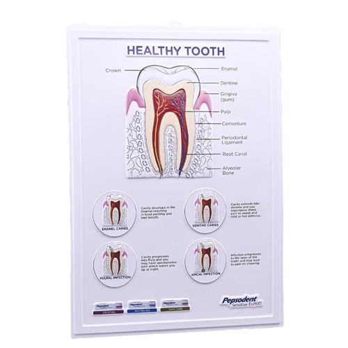 Concave and Convex Stereoscopic Picture
