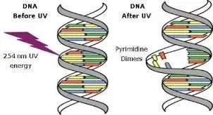UV Mechanism
