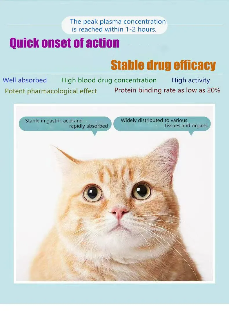 Pet Infections Treatment