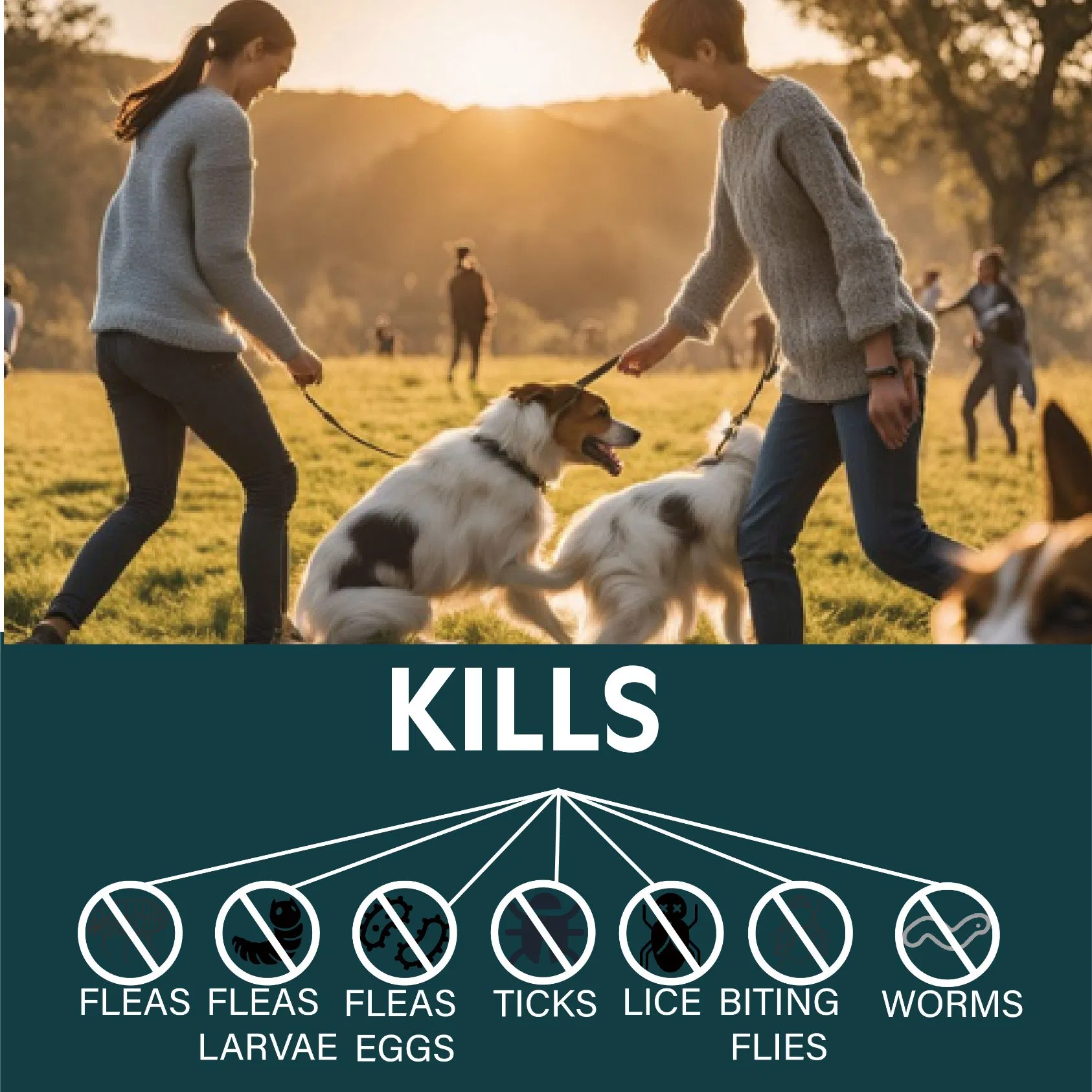 Customizable Imidacloprid &amp; Moxidectin Flea Spot-on, Worm &amp; Tick Control Medicine Prevention, Veterinary Drug for Large Dog